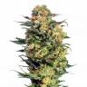 семена конопли для курения Auto Armata Skunk feminised Dutch Passion Seeds семена конопли для курения Auto Armata Skunk feminised Dutch Passion Seeds