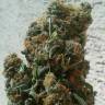 семена конопли в интернете Auto AK feminised Female Seeds семена конопли в интернете Auto AK feminised Female Seeds