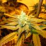 регулярные семена конопли купить Pineapple Skunk regular Humboldt Seeds регулярные семена конопли купить Pineapple Skunk regular Humboldt Seeds