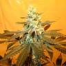 семена сортовой конопли Pineapple Skunk regular Humboldt Seeds семена сортовой конопли Pineapple Skunk regular Humboldt Seeds