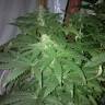 семена конопли для курения Medusa feminised Nirvana Seeds семена конопли для курения Medusa feminised Nirvana Seeds