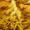 семена конопли курьером Medusa feminised Nirvana Seeds семена конопли курьером Medusa feminised Nirvana Seeds