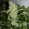 мощные семена конопли Bubble Gum feminised Serious Seeds