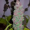 Auto Black Cream feminised Ganja Seeds Auto Black Cream feminised Ganja Seeds