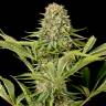 семена конопли интернет магазин Critical Jack feminised Dinafem Seeds семена конопли интернет магазин Critical Jack feminised Dinafem Seeds