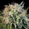семена конопли f1 в оригинальной упаковке Critical Jack feminised Dinafem Seeds семена конопли f1 в оригинальной упаковке Critical Jack feminised Dinafem Seeds