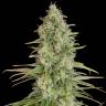семена сортовой конопли Critical Jack feminised Dinafem Seeds семена сортовой конопли Critical Jack feminised Dinafem Seeds