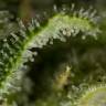 семена конопли феминизированные Critical Jack feminised Dinafem Seeds семена конопли феминизированные Critical Jack feminised Dinafem Seeds