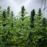 качественные семена конопли Critical Jack feminised Dinafem Seeds качественные семена конопли Critical Jack feminised Dinafem Seeds