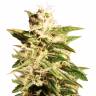 семена конопли дешево Auto Bubble feminised Female Seeds