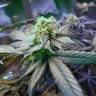 заказ семян конопли Sour Blueberry regular Humboldt Seeds заказ семян конопли Sour Blueberry regular Humboldt Seeds