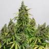 Auto Dedoverde Haze feminised Ganja Seeds Auto Dedoverde Haze feminised Ganja Seeds