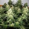 семена конопли f1 в оригинальной упаковке Chronic feminised Serious Seeds семена конопли f1 в оригинальной упаковке Chronic feminised Serious Seeds