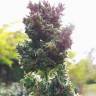 Семена конопли Auto Blueberry feminised GanjaLiveSeeds Семена конопли Auto Blueberry feminised GanjaLiveSeeds