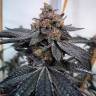 Семена конопли Dos-Si-Dos feminised Ganja Seeds купить Семена конопли Dos-Si-Dos feminised Ganja Seeds купить