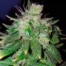семена конопли скороспелый купить Auto Candy Kush regular семена конопли скороспелый купить Auto Candy Kush regular