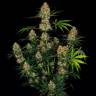 семена конопли с доставкой Auto Candy Kush regular семена конопли с доставкой Auto Candy Kush regular