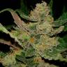 мощные семена конопли Auto Candy Kush regular мощные семена конопли Auto Candy Kush regular