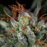 семена конопли автоцвет Auto Candy Kush regular семена конопли автоцвет Auto Candy Kush regular