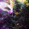 хорошие семена конопли Auto Himalaya Blue Diesel feminised хорошие семена конопли Auto Himalaya Blue Diesel feminised