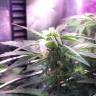 семена индийской конопли Auto Himalaya Blue Diesel feminised семена индийской конопли Auto Himalaya Blue Diesel feminised
