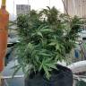 White Widow feminised Dutch Passion Seeds White Widow feminised Dutch Passion Seeds
