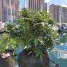 White Widow feminised Dutch Passion Seeds White Widow feminised Dutch Passion Seeds