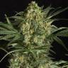 урожайные семена конопли Critical + 2.0 feminised Dinafem Seeds урожайные семена конопли Critical + 2.0 feminised Dinafem Seeds