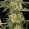 семена конопли в оригинальных упаковках Critical + 2.0 feminised Dinafem Seeds семена конопли в оригинальных упаковках Critical + 2.0 feminised Dinafem Seeds