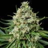семена конопли недорого Critical + 2.0 feminised Dinafem Seeds семена конопли недорого Critical + 2.0 feminised Dinafem Seeds