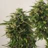 семена конопли интернет магазин Auto SnowStorm #2 feminised Dutch Passion Seeds семена конопли интернет магазин Auto SnowStorm #2 feminised Dutch Passion Seeds