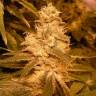 мощные семена конопли Auto Kush feminised Female Seeds мощные семена конопли Auto Kush feminised Female Seeds