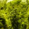 семена каннабиса в оригинальной упаковке производителя K-Train feminised Ganja Seeds семена каннабиса в оригинальной упаковке производителя K-Train feminised Ganja Seeds