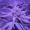 заказ семян конопли Auto Fruit feminised заказ семян конопли Auto Fruit feminised