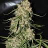 как купить семена конопли Mountain Kush feminised как купить семена конопли Mountain Kush feminised