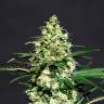 заказать качественные семена конопли Auto Exodus Cheese CBD feminised Green House Seeds заказать качественные семена конопли Auto Exodus Cheese CBD feminised Green House Seeds