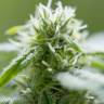 где можно заказать семена конопли Auto Exodus Cheese CBD feminised Green House Seeds где можно заказать семена конопли Auto Exodus Cheese CBD feminised Green House Seeds
