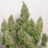 семена конопли курьером Auto Issyk feminised Bang Seeds семена конопли курьером Auto Issyk feminised Bang Seeds
