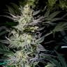 семена индийской конопли Auto White Diesel Haze regular семена индийской конопли Auto White Diesel Haze regular