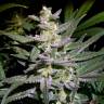 мощные семена конопли Auto White Diesel Haze regular мощные семена конопли Auto White Diesel Haze regular
