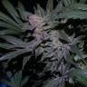 семена конопли в фирменной упаковке Auto White Diesel Haze regular семена конопли в фирменной упаковке Auto White Diesel Haze regular