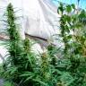 семена конопли Durban Poison feminised Ganja Seeds семена конопли Durban Poison feminised Ganja Seeds