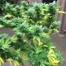 семена конопли Durban Poison feminised семена конопли Durban Poison feminised