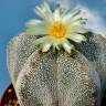 Качественные семена кактуса Astrophytum MIX Качественные семена кактуса Astrophytum MIX