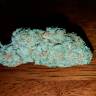 Hell's Angel OG feminised Ganja Seeds Hell's Angel OG feminised Ganja Seeds