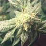 Hell's Angel OG feminised Ganja Seeds Hell's Angel OG feminised Ganja Seeds