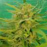 семена конопли интернет магазин Blueberry feminised семена конопли интернет магазин Blueberry feminised