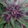 где заказать семена конопли Blueberry feminised где заказать семена конопли Blueberry feminised