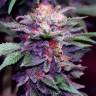 семена конопли наложенным платежом Blueberry feminised семена конопли наложенным платежом Blueberry feminised