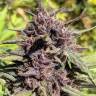 заказать качественные семена конопли Blueberry feminised заказать качественные семена конопли Blueberry feminised